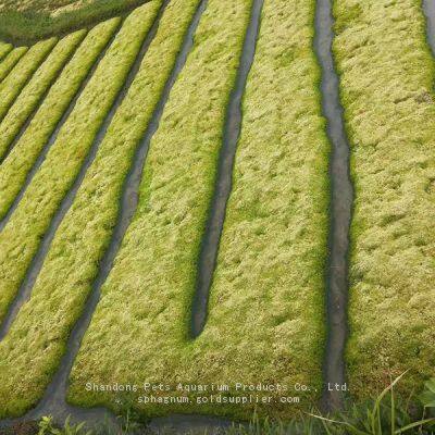 Wholesale Garden Supplies Marimo Peat Moss Substrate Organic Fertilizer Amino Acid Fertilizer 150g/bag Aaaaaa Sphagnum Moss photo-3