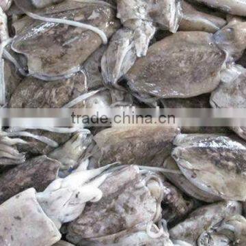 frozen whole round cuttle fish/cuttlefish