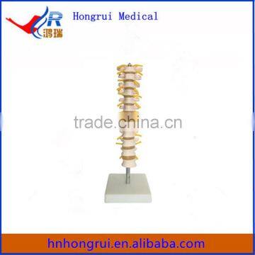 Thoracic Spinal Column on Stand