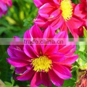 Garden Dahlia,Dahlia , flower seeds , herb seed,vegetalbe seed,fruit seed,grass seed