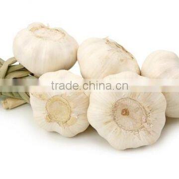 5.5cm pure white garlic