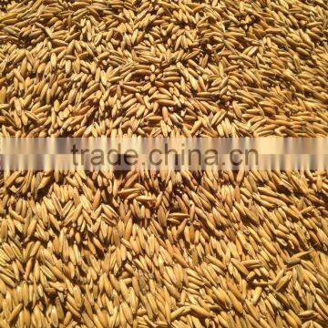 Horse Oats in Bulk With Wholesale Price photo-2