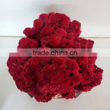 China beautiful oral fossil for home decoration for sale