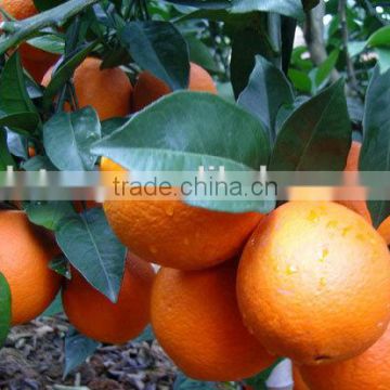 Fresh Flag Green White Navel Orange