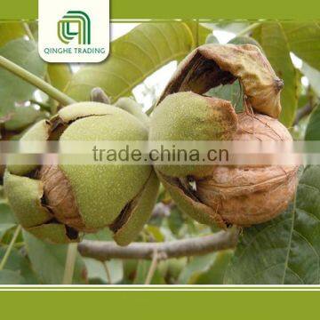 bulk dried walnuts with thin shell, walnut kernels for sale