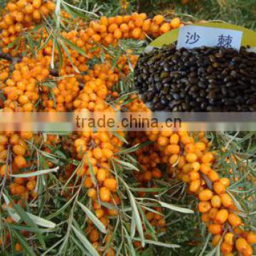 Chinese High Yield Big Fruit Type Hippophae Rhamnoides Seeds/SeaBuckthorn Seed For Growing