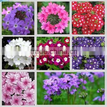 2016 Verbene hybrid flower seeds for growing