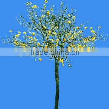 Tabebuia Chrysantha