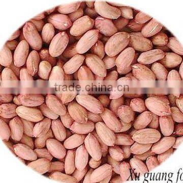 peanut seed for sale