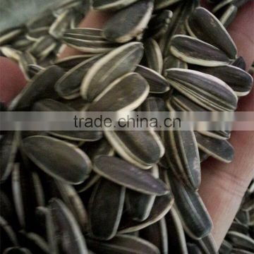 hot sale big size long shape black American type sunflower seeds 5009