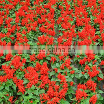 Heat and humidity tolerance salvia seeds