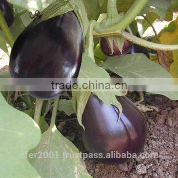 Eggplant Seeds - High Yield High Quality High Resistant Seeds for Planting