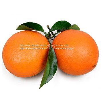 Chinese Fresh Honey  Citrus Fruits With Wholesales Price