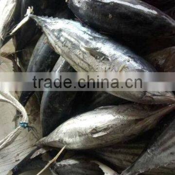 Canned Skipjack Tuna photo-2