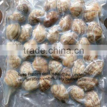 CLAM WITHOUT SAND IMPURTIES SHELL FOR SALE IN VACCUM