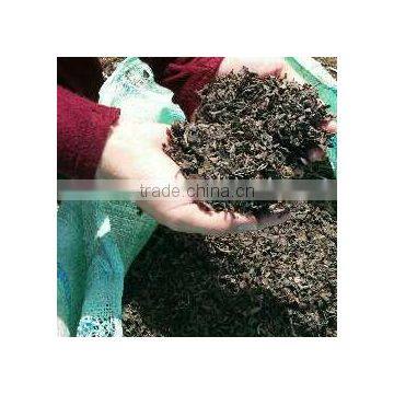 Chopped Sargassum Seaweed photo-4