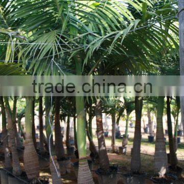 Archontophoenix Alexandrae "Alexander Palm" Size 175/250 photo-2