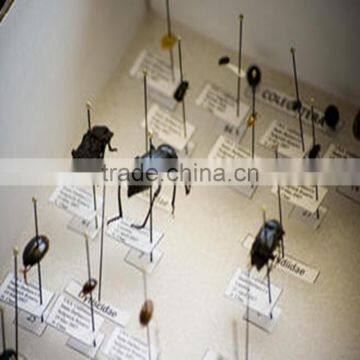 School Essential Stainless Steel 38mm Mounted Insect Specimens Needle photo-6