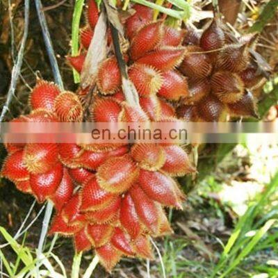 WHOSALE SWEET AND SOUR SALAK/SALACCA/ZALACCA FTUIT MADE IN VIET NAM photo-2