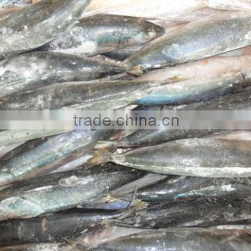 Frozen round scad in good quality Decapterus macarellus