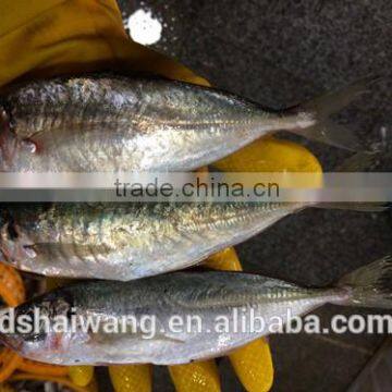 Land Frozen Whole Horse Mackerels for Bait from China 150g +