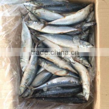 frozen mackerel prices