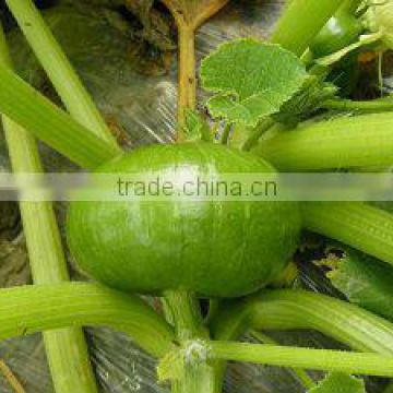 YING round shape Wide adaptability hybrid squash seeds