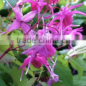 water dissolve epimedium/raw materials epimedium