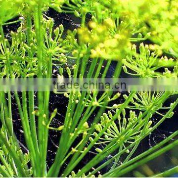 Dill Seed Oil Indian /Dill Seed Oil Indian