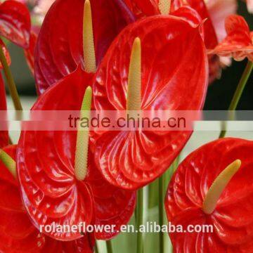 wholesale fresh cut red anthurium flower from kunming