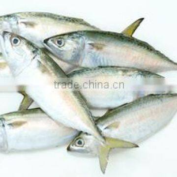 INDIAN MACKEREL WHOLE ROUND