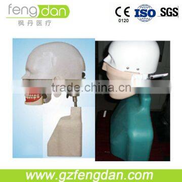 Dental Training Models Dental Used Medical Manikin Senior type II Simulation Manikin