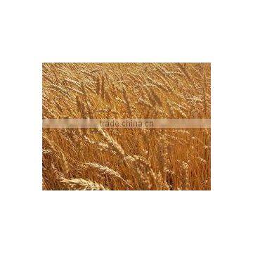 No Additive Russian Wheat Flour photo-3