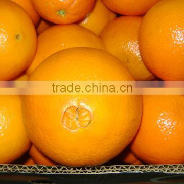 Citrus Fruit Product Type and Common Cultivation Type oranges