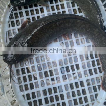 Frozen Catfish Exporters // Frozen Catfish Whole Round