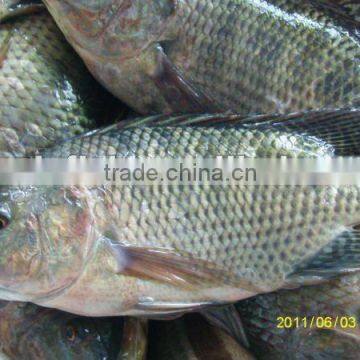 delicious frozen black tilapia whole round IQF