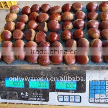 fresh sweet chestnut, chinese chestnut for sale.