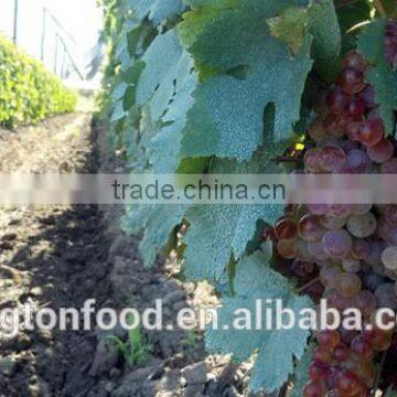 Taste Sweet and Seedless Dried Red Raisin photo-3