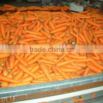 FRESH CARROT (125g-150g)