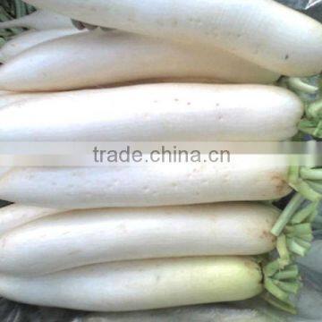 Fresh Vegetable( Carrot ,giner,onion,potato,garlic,taro photo-5