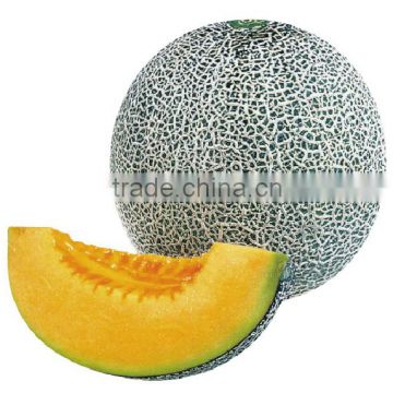 Hybrid muskmelon hami melon seeds for sale affection net