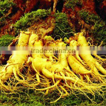 radix et rhizoma ginseng