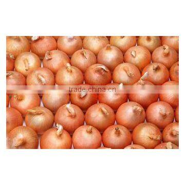 Supply Jinxiang/Gansu Fresh Onion in Low Price