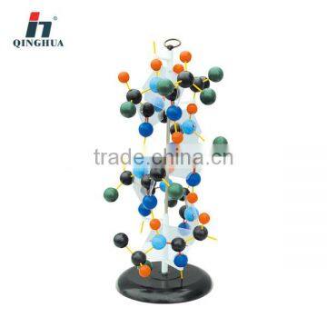 DNA Model Protein structure Model Educational equipment