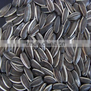 New Crop Long Shaped Sunflower Seeds 5009