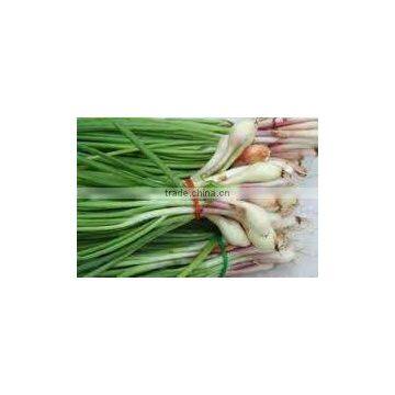 Chives