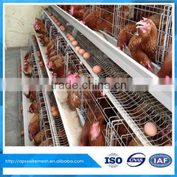 Chicken Cage design for home grown Chickens and eggs