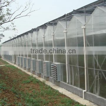 Economical Large multi- span greenhouse for tomatos