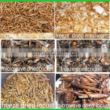 Mealworm Manufacturer High Protein Dried Mealworm photo-4
