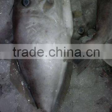 frozen leather jacket fish whole